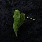 Dioscorea deltoidea Облик