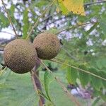 Juglans nigraFroito