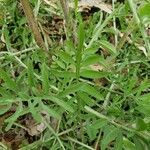 Centaurea stoebe Folha