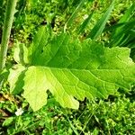 Rhamphospermum arvense Leaf