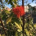 Combretum constrictum ফুল