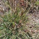 Themeda triandra Leaf