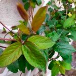 Lonicera japonicaLeaf