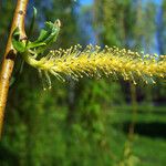 Salix babylonica Floare