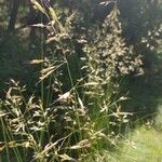 Helictotrichon cantabricum Flor