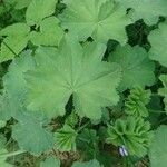 Alchemilla acutiloba Lapas