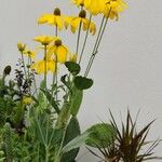 Rudbeckia nitida Flor