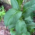 Aster tataricus Leaf