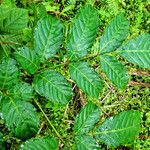 Leea guineensis पत्ता