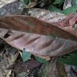 Cola acuminata Лист