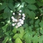 Actaea pachypoda Frutto