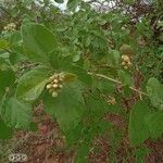 Cordia monoica 叶