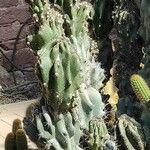 Cereus hildmannianus Folha