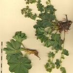 Alchemilla coriacea Outro