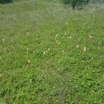 Orobanche caryophyllacea Habit