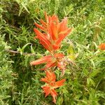 Castilleja tenuiflora Fiore