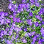 Lobelia erinus Flower