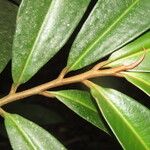 Ardisia fimbrillifera Leaf