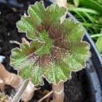 Pelargonium zonale Leaf