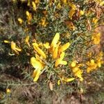 Genista scorpius फूल