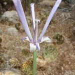 Calochortus palmeri Flor