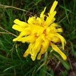 Hypochaeris uniflora Flower