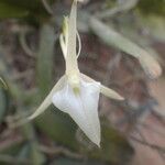 Angraecum angustipetalum Blüte