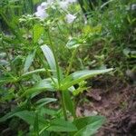 Houstonia purpurea Liść