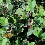 Aristolochia baeticaLeaf