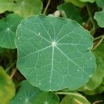 Tropaeolum majus Blad