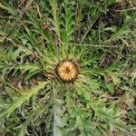 Carlina acanthifolia Habitus