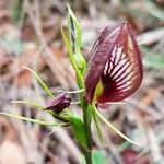 Cryptostylis erecta Blodyn