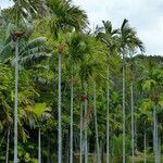 Areca catechu Habit