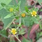 Sigesbeckia orientalis Flower