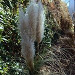 Cortaderia selloana Vekstform