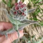 Cynoglossum magellense Flower