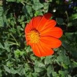 Tithonia rotundifoliaFlor