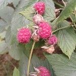 Rubus idaeus फल