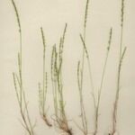 Vulpia unilateralis 形態