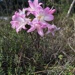 Amaryllis belladonnaKvet