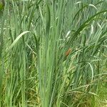 Typha orientalis Habit