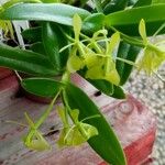 Epidendrum amapense പുഷ്പം