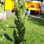 Amaranthus hybridus Flower