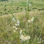Gomphocarpus integer Çiçek