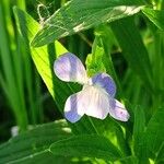 Viola elatior Flower