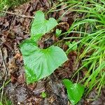 Adenocaulon bicolor Plante entière