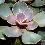 Echeveria gibbiflora 葉