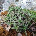 Carex firma Blatt