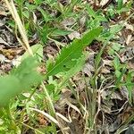 Senecio ampullaceus Leaf