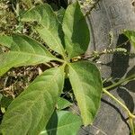 Cissus aralioides Blad